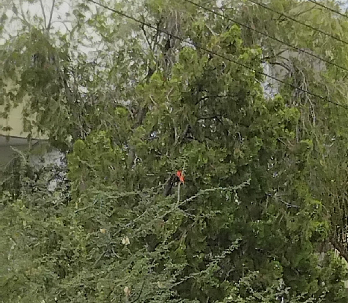 Southern Red Bishop - ML646671400