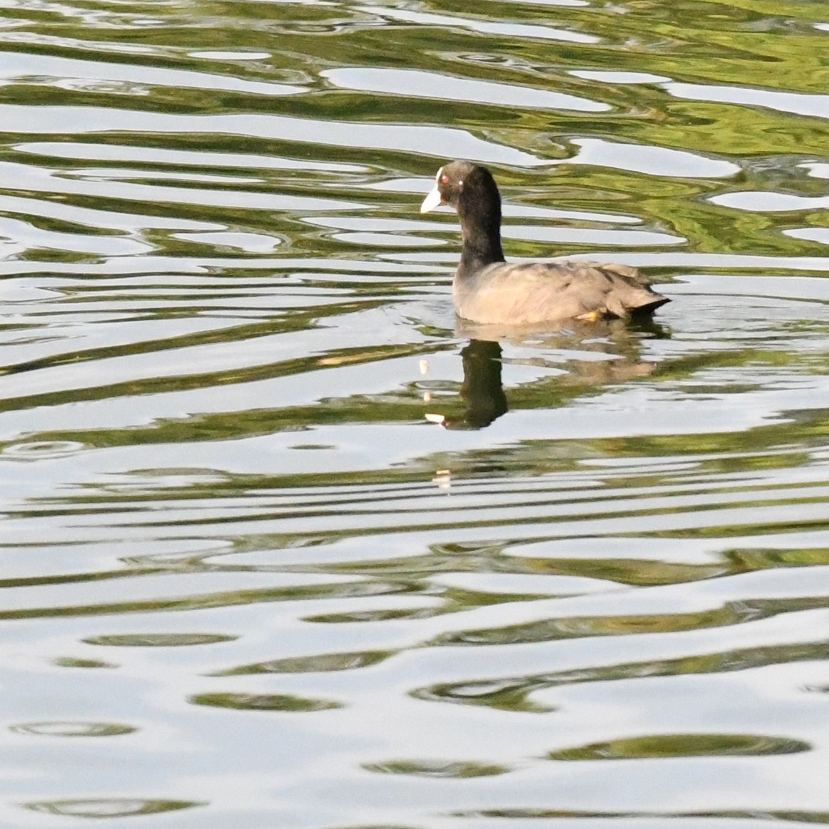 Eurasian Coot - ML646671401