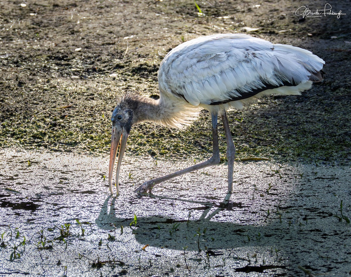 Wood Stork - ML646671405