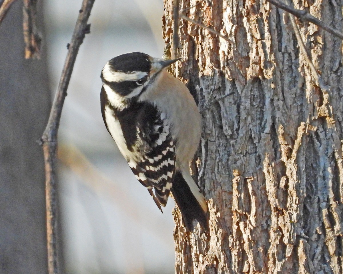 Downy Woodpecker - ML646671406