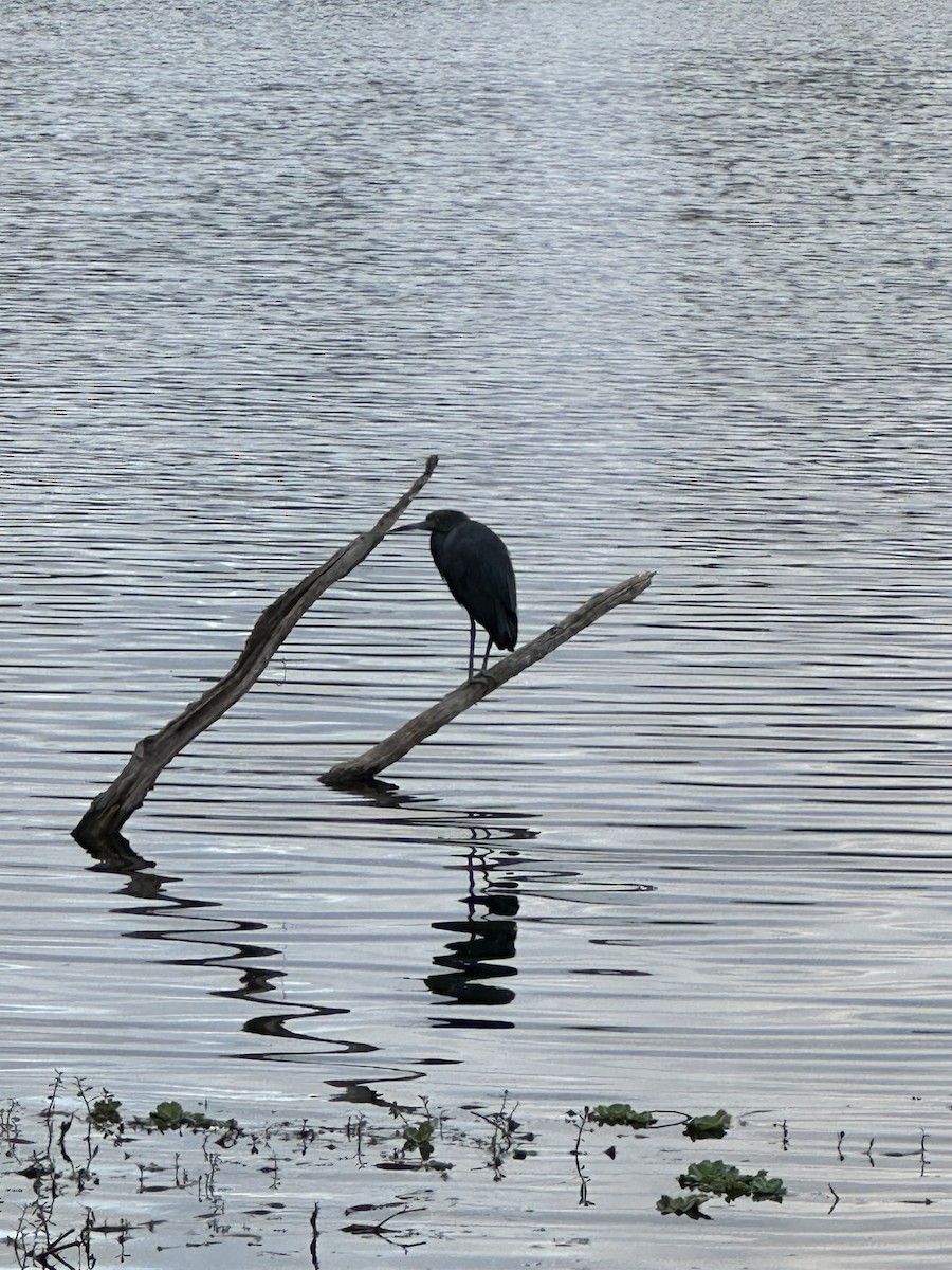 Little Blue Heron - ML646671408