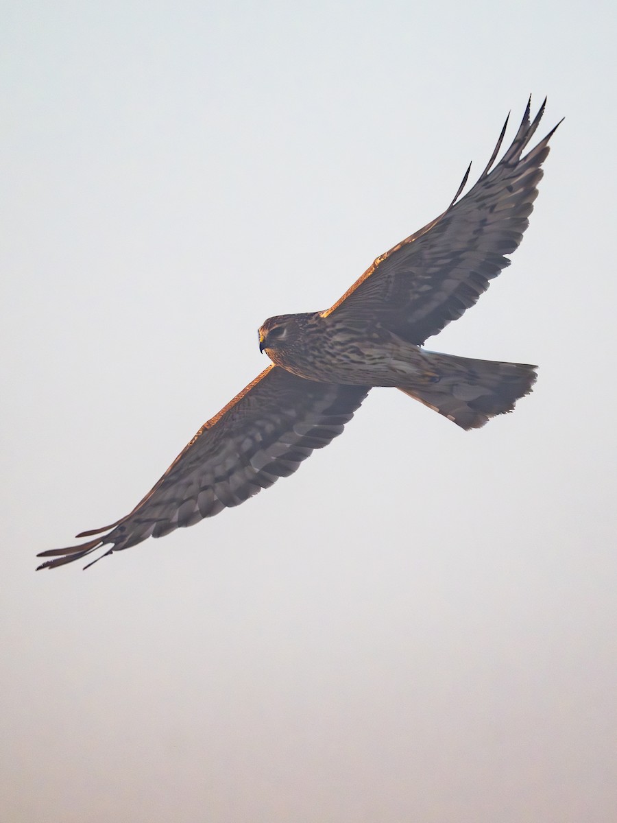 Саарал хулд - ML646671409