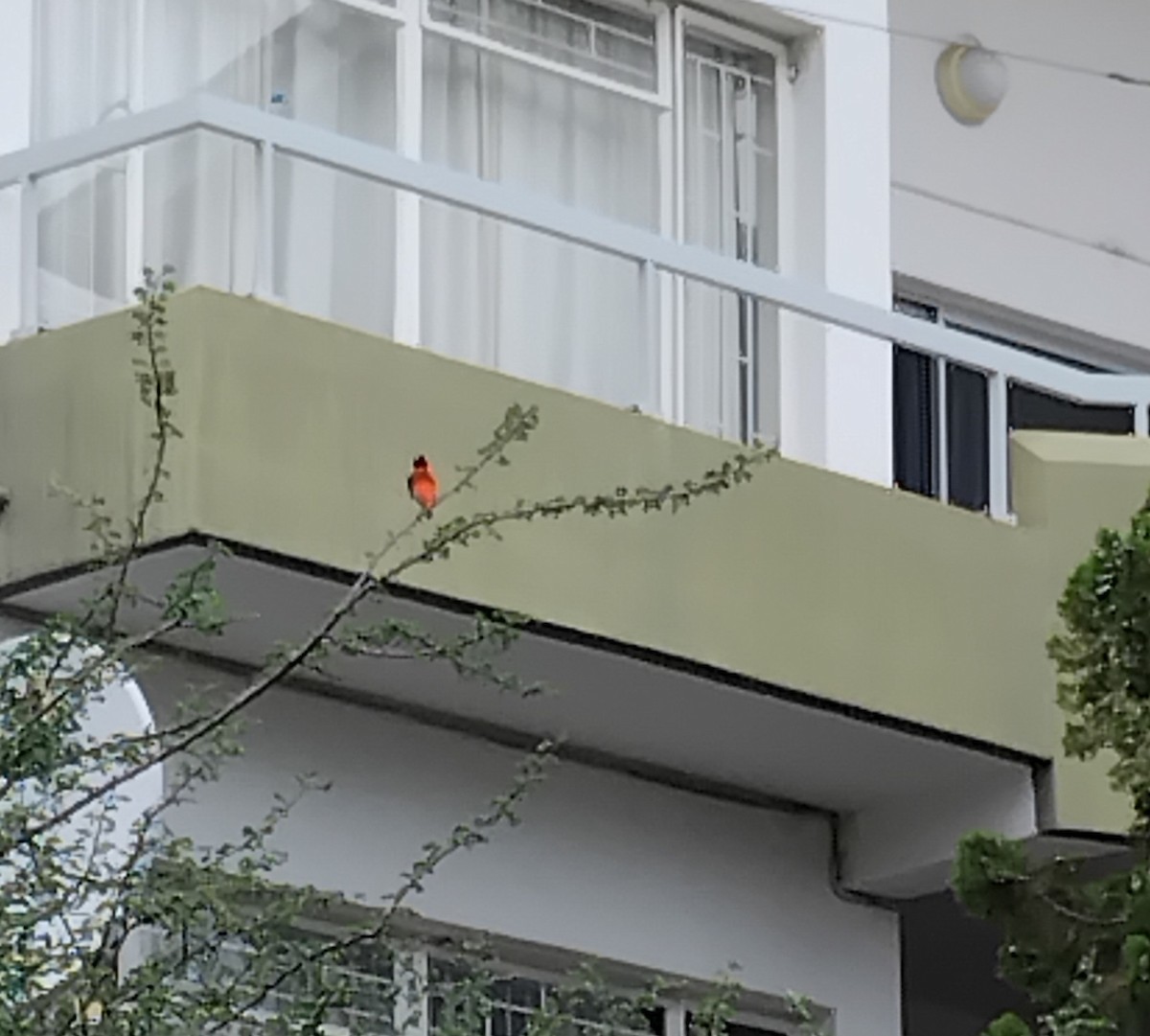 Southern Red Bishop - ML646671413