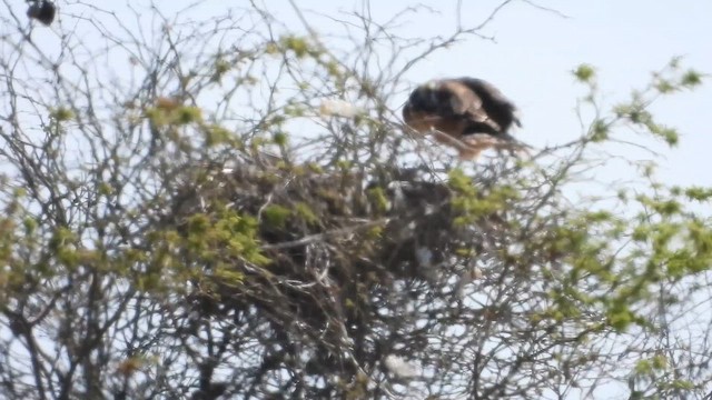 Variable Hawk - ML646671421