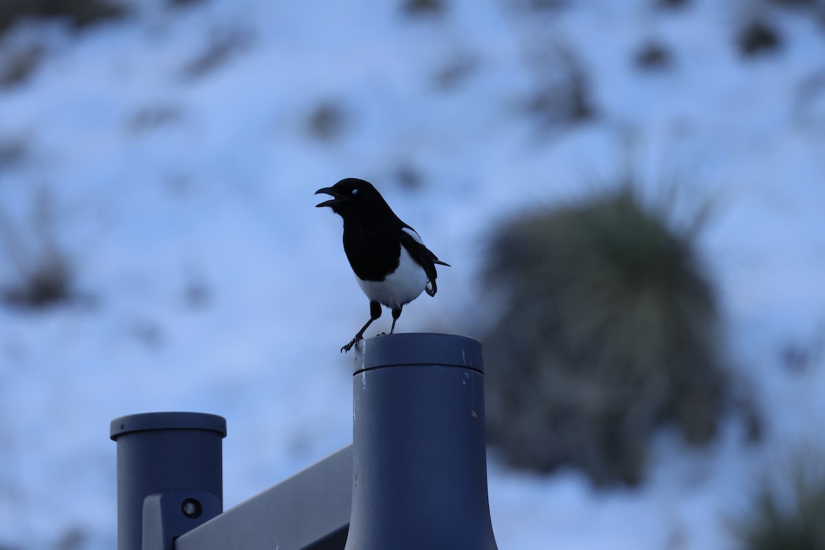 straka americká - ML646671422