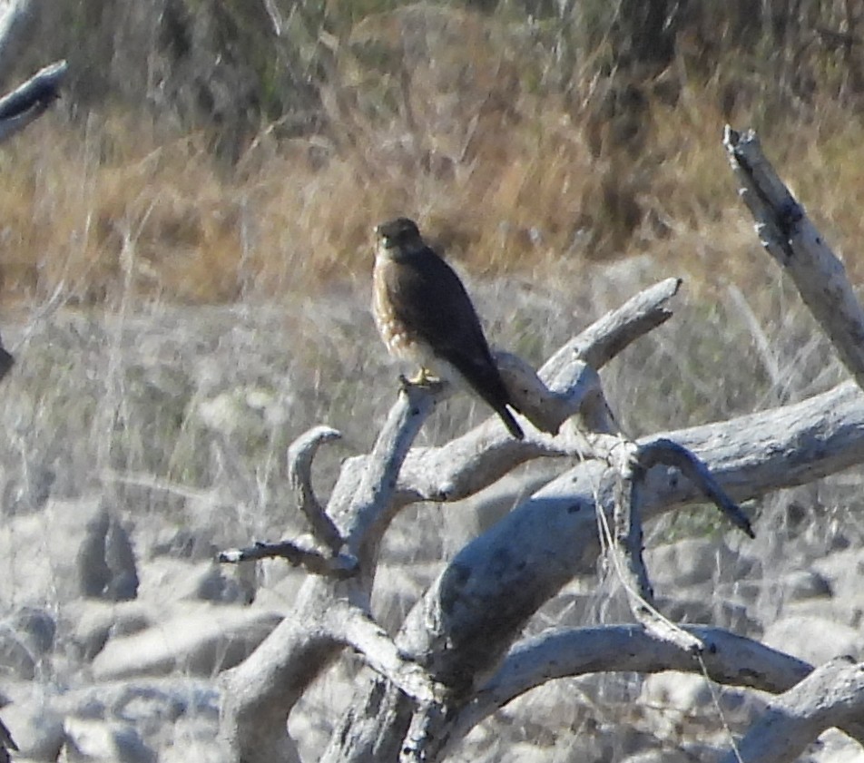 Merlin - ML646671424