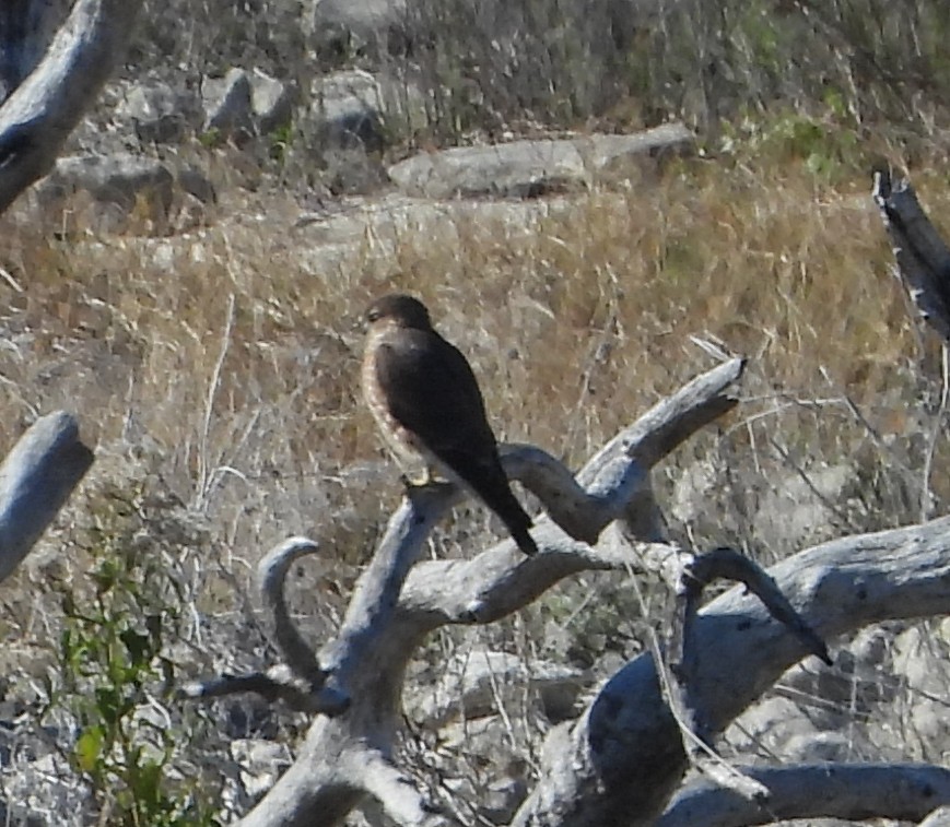 Merlin - ML646671425