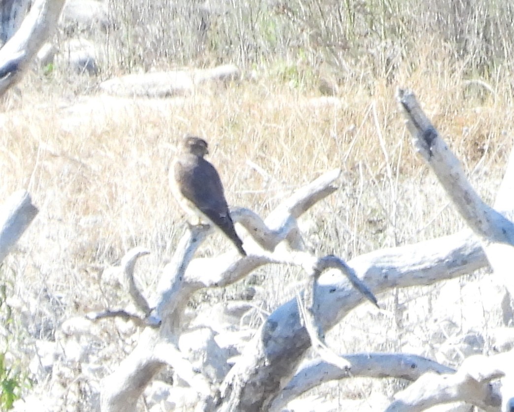 Merlin - ML646671426