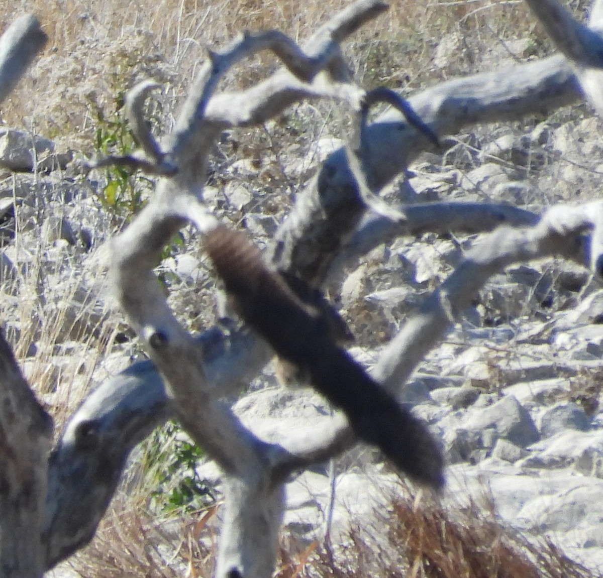 Merlin - ML646671427