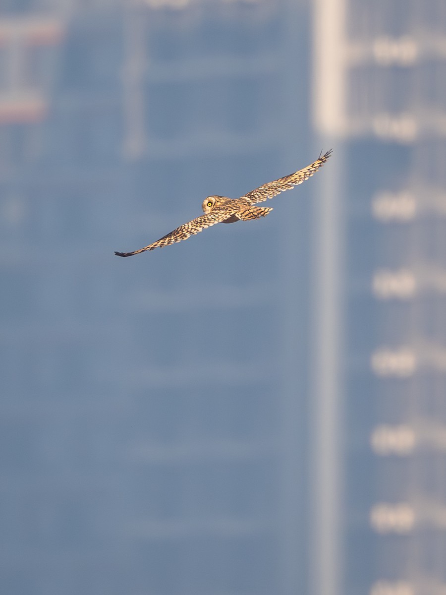 Хулгар гуйванга - ML646671428