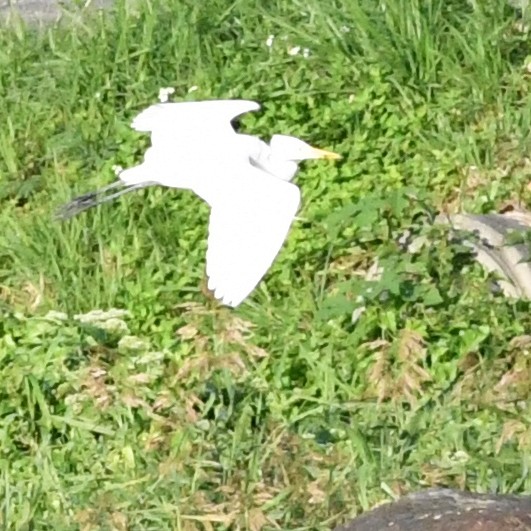 Medium Egret - ML646671429