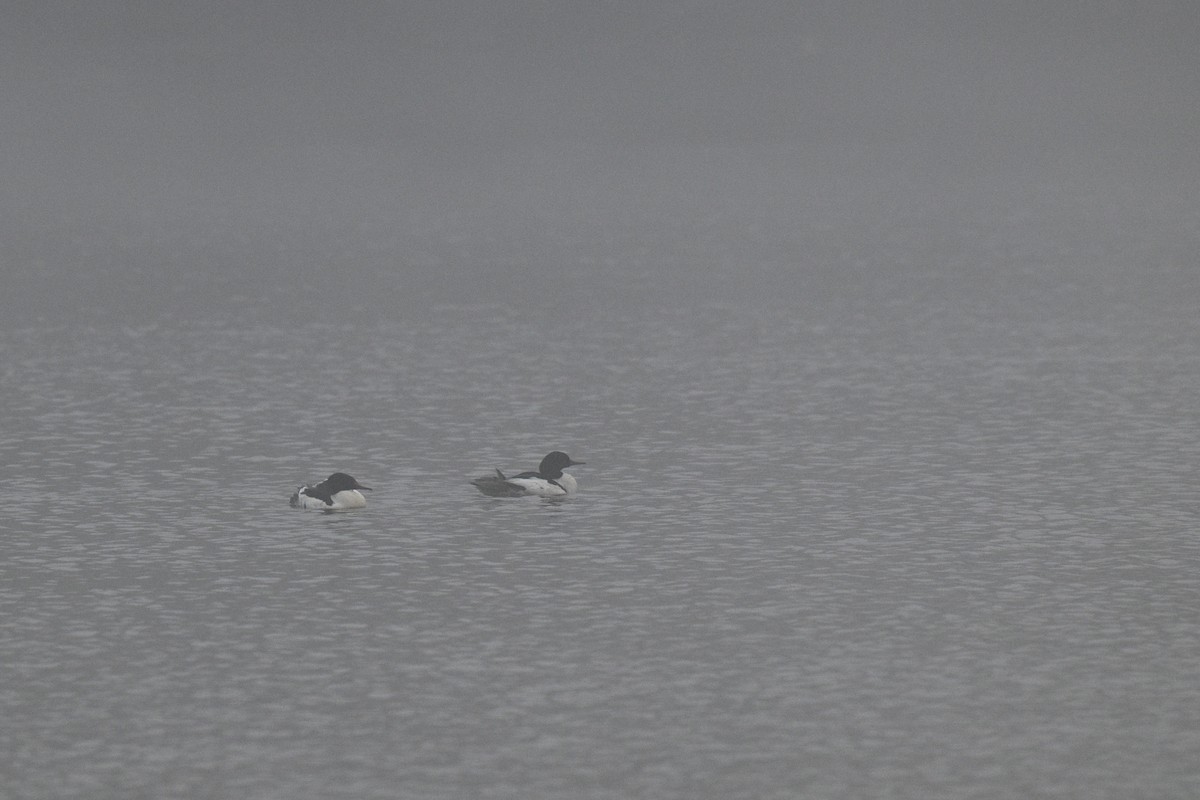 Common Merganser - ML646671435