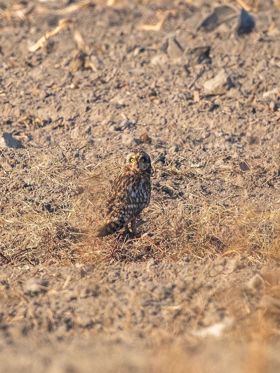 Хулгар гуйванга - ML646671436