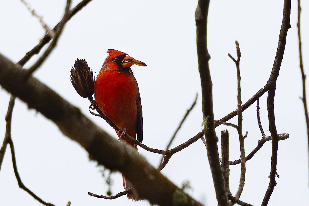 Cardinal rouge - ML646671437