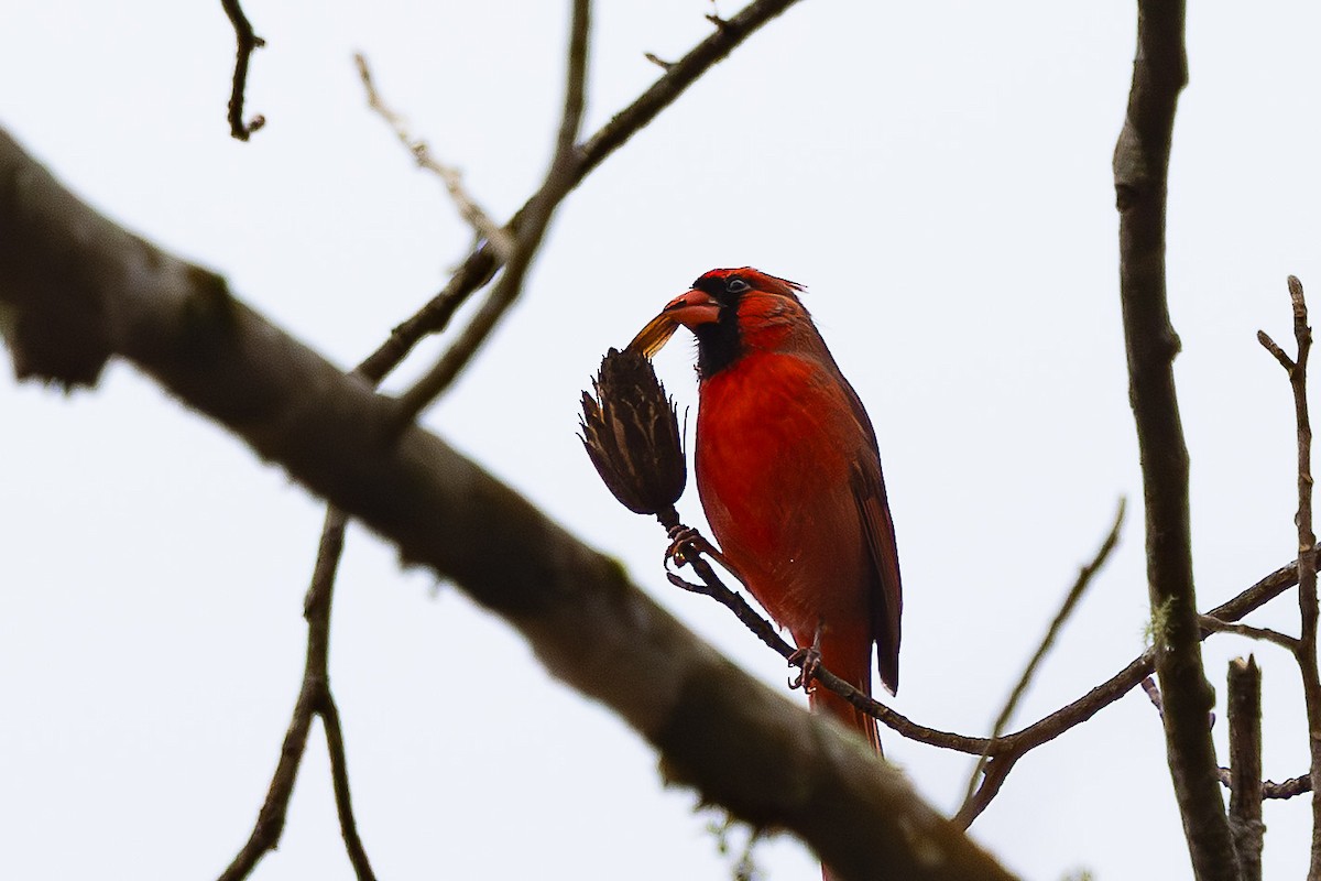 Cardinal rouge - ML646671438