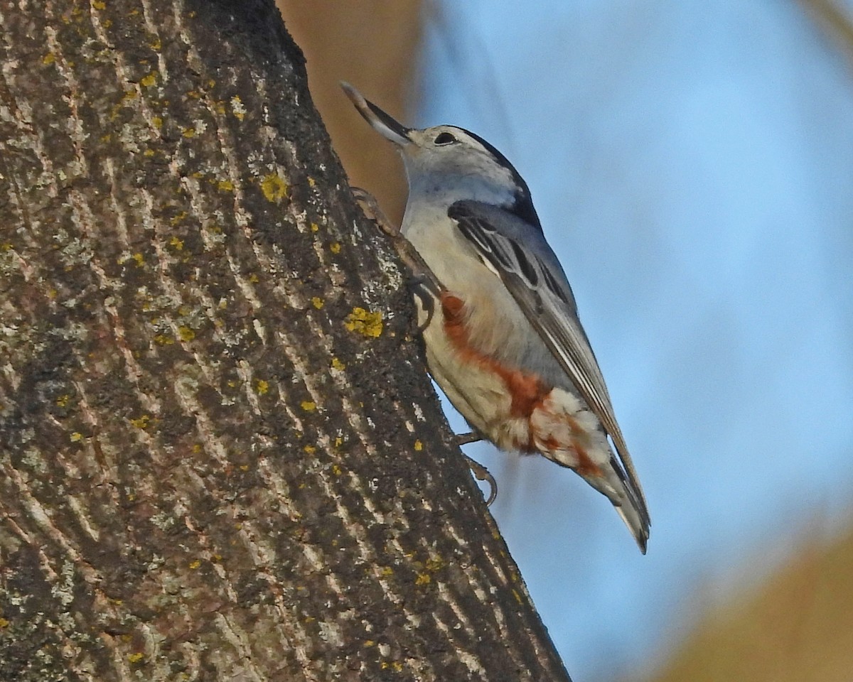 White-breasted Nuthatch - ML646671439