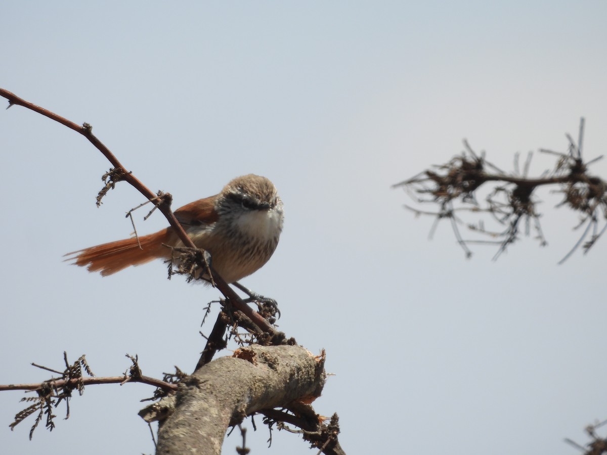 Necklaced Spinetail - ML646671444