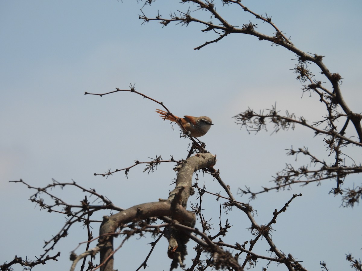 Necklaced Spinetail - ML646671445