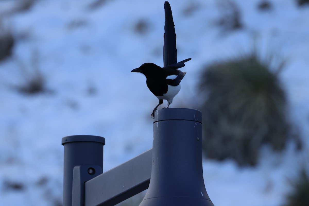 straka americká - ML646671446