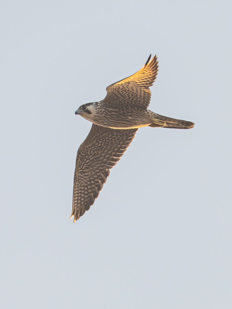 Эгэл шонхор - ML646671447