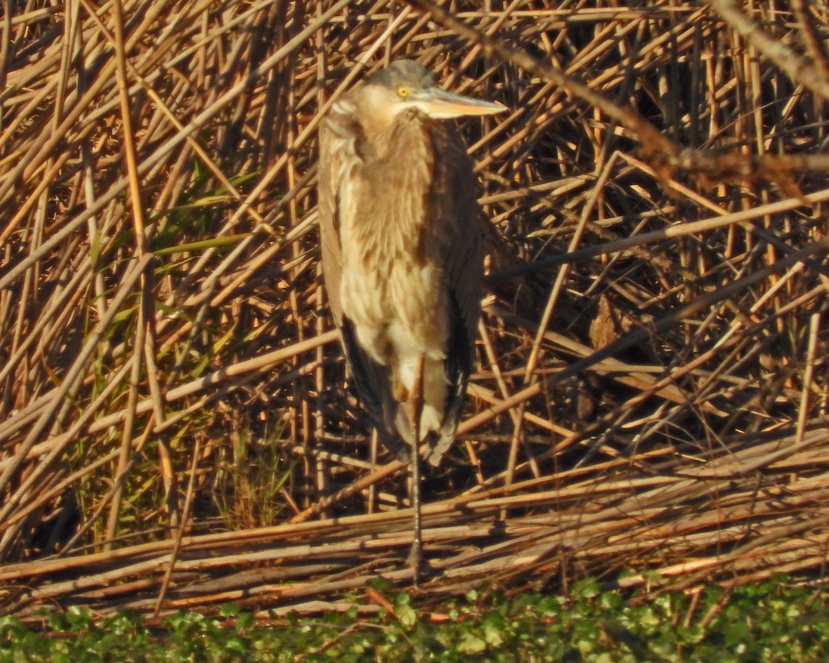 Great Blue Heron - ML646671449