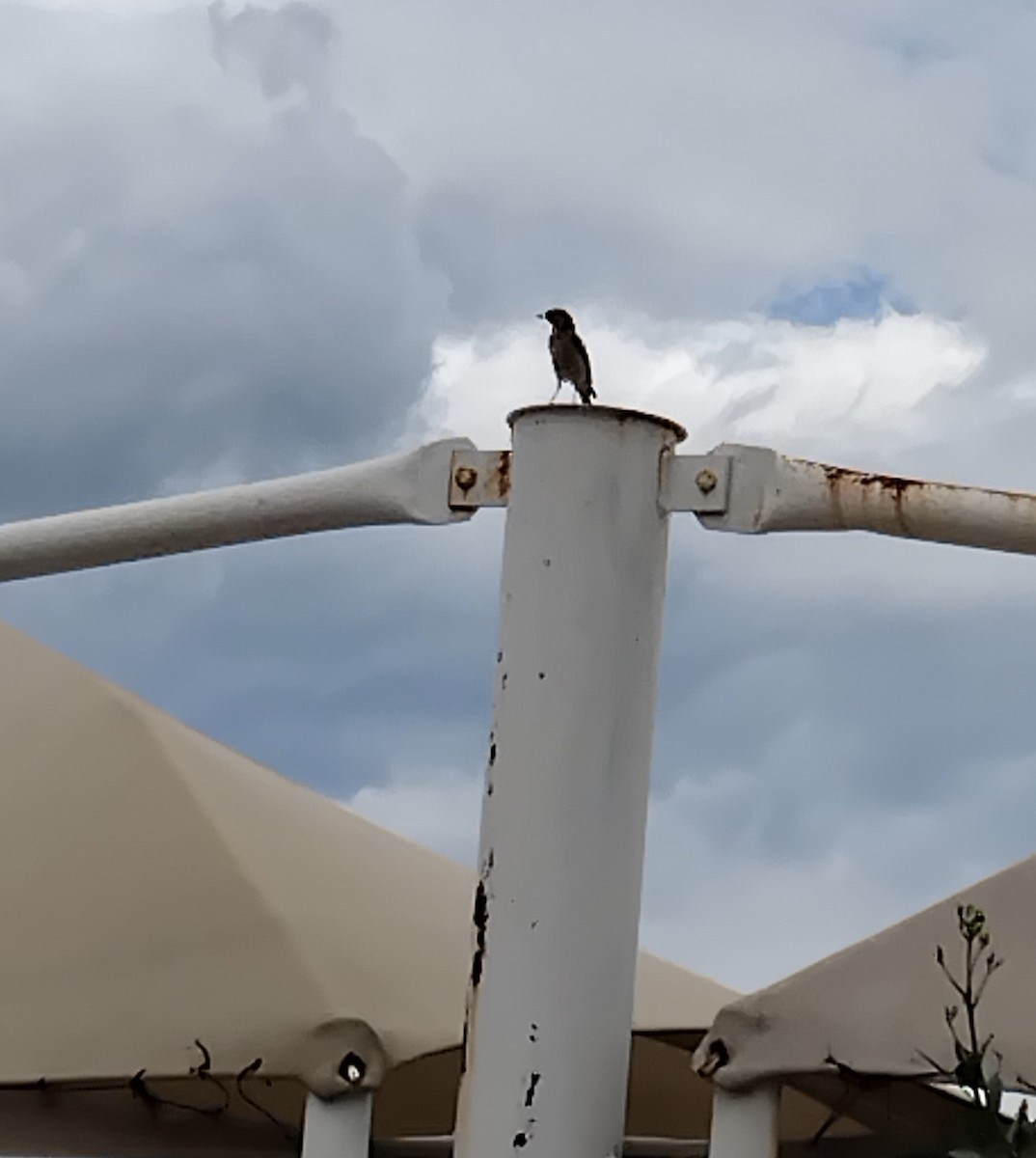 Familiar Chat - ML646671451