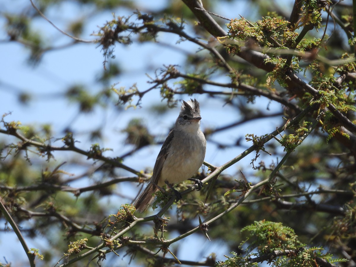 Gray-and-white Tyrannulet - ML646671453