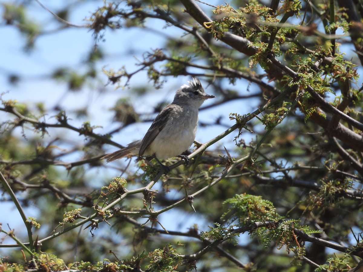 Gray-and-white Tyrannulet - ML646671454