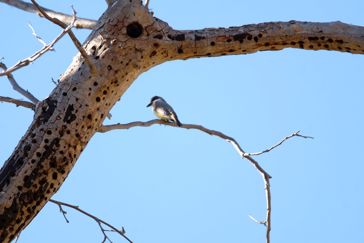 Tyran à bec épais - ML646671457