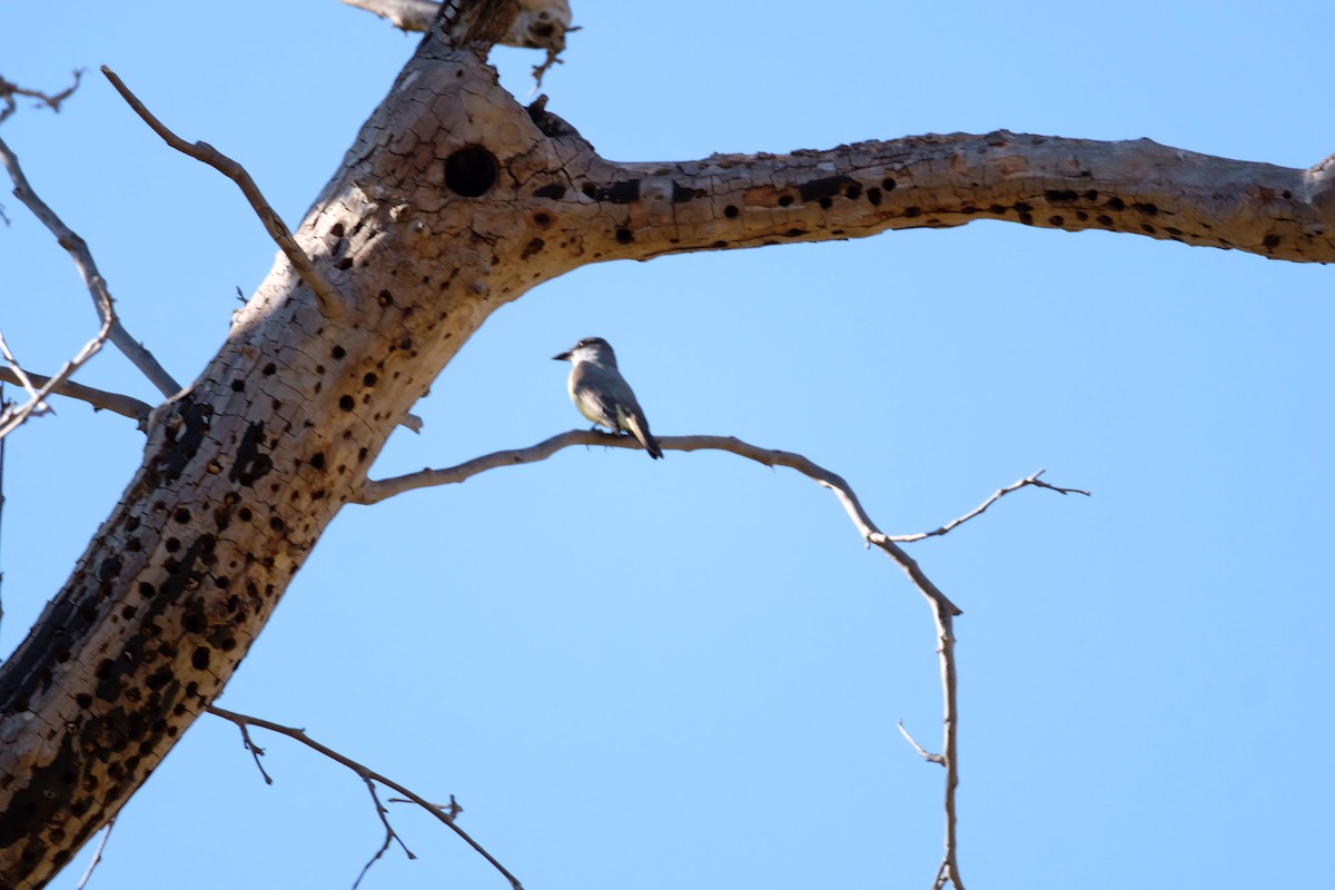 Tyran à bec épais - ML646671458