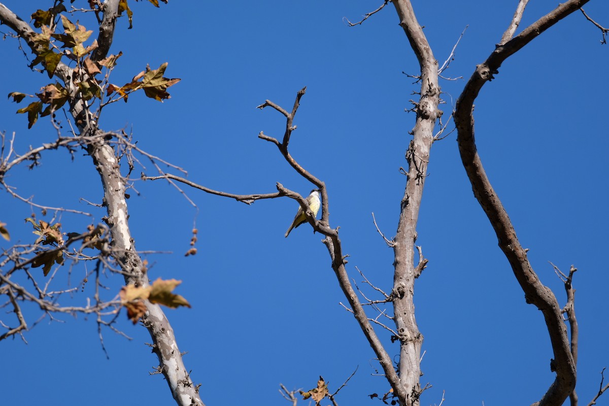 Tyran à bec épais - ML646671459