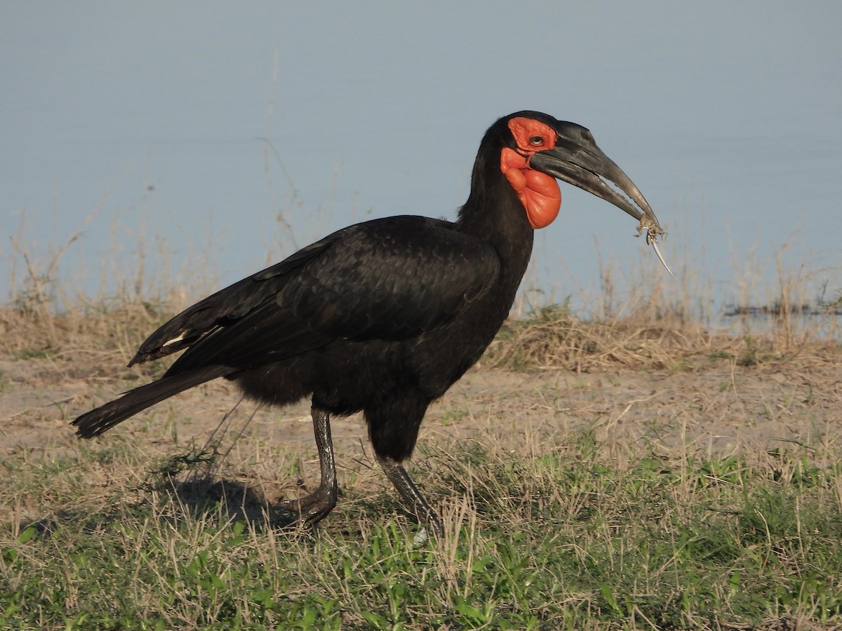 Southern Ground-Hornbill - ML646671471