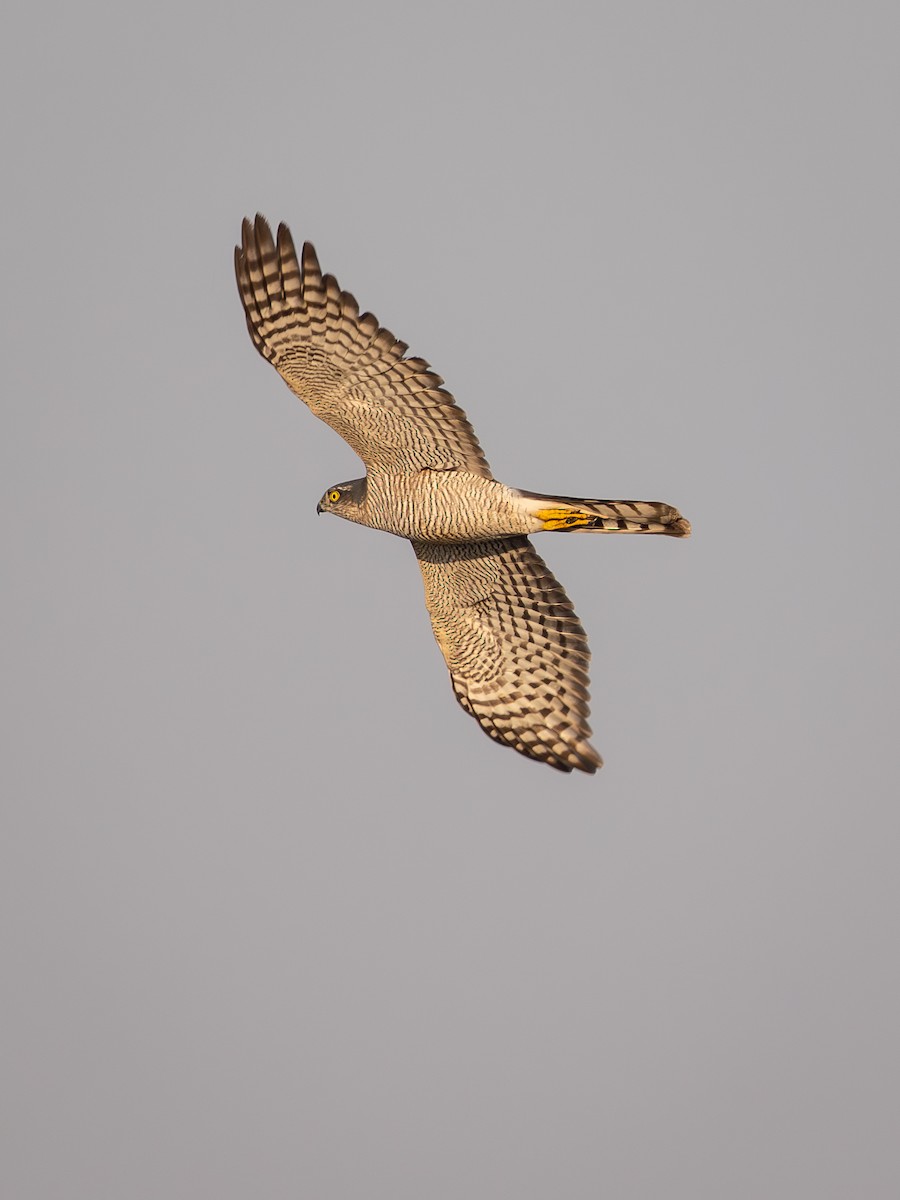 Морин харцага - ML646671472