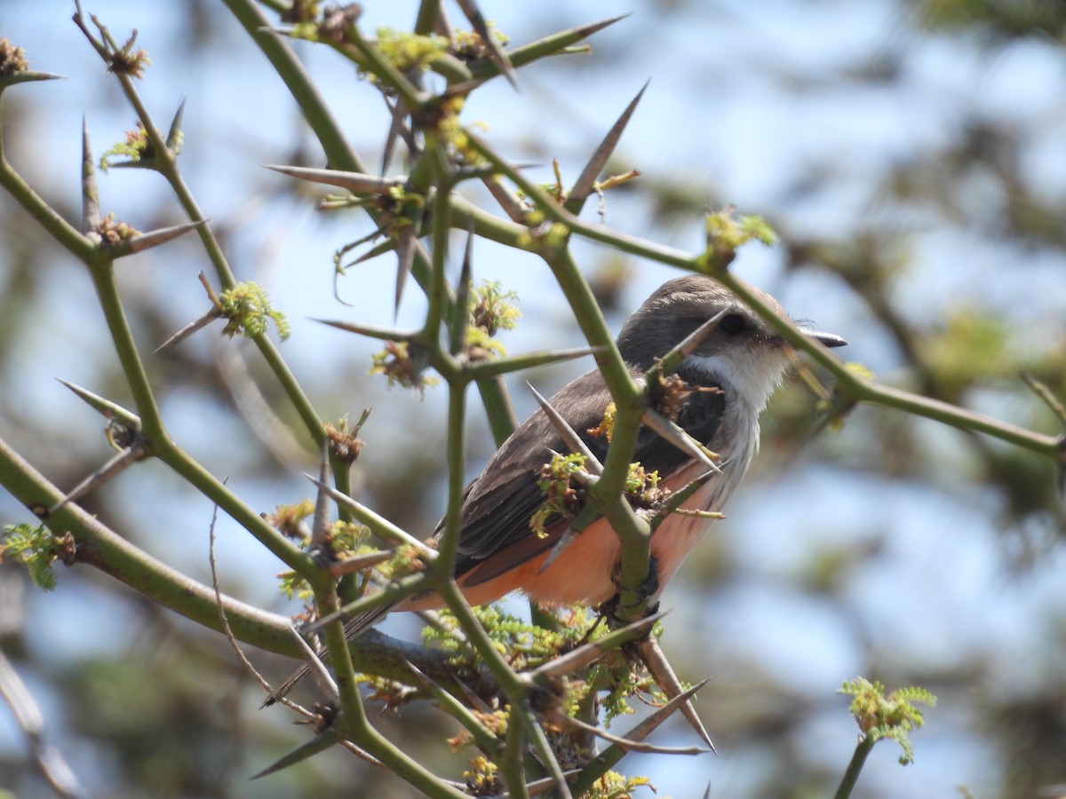 Vermilion Flycatcher - ML646671473