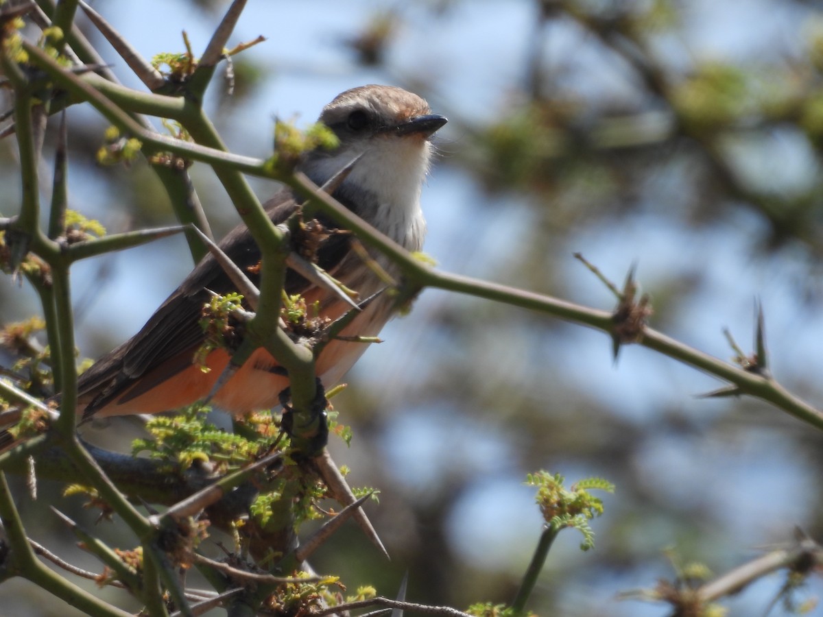 Vermilion Flycatcher - ML646671474