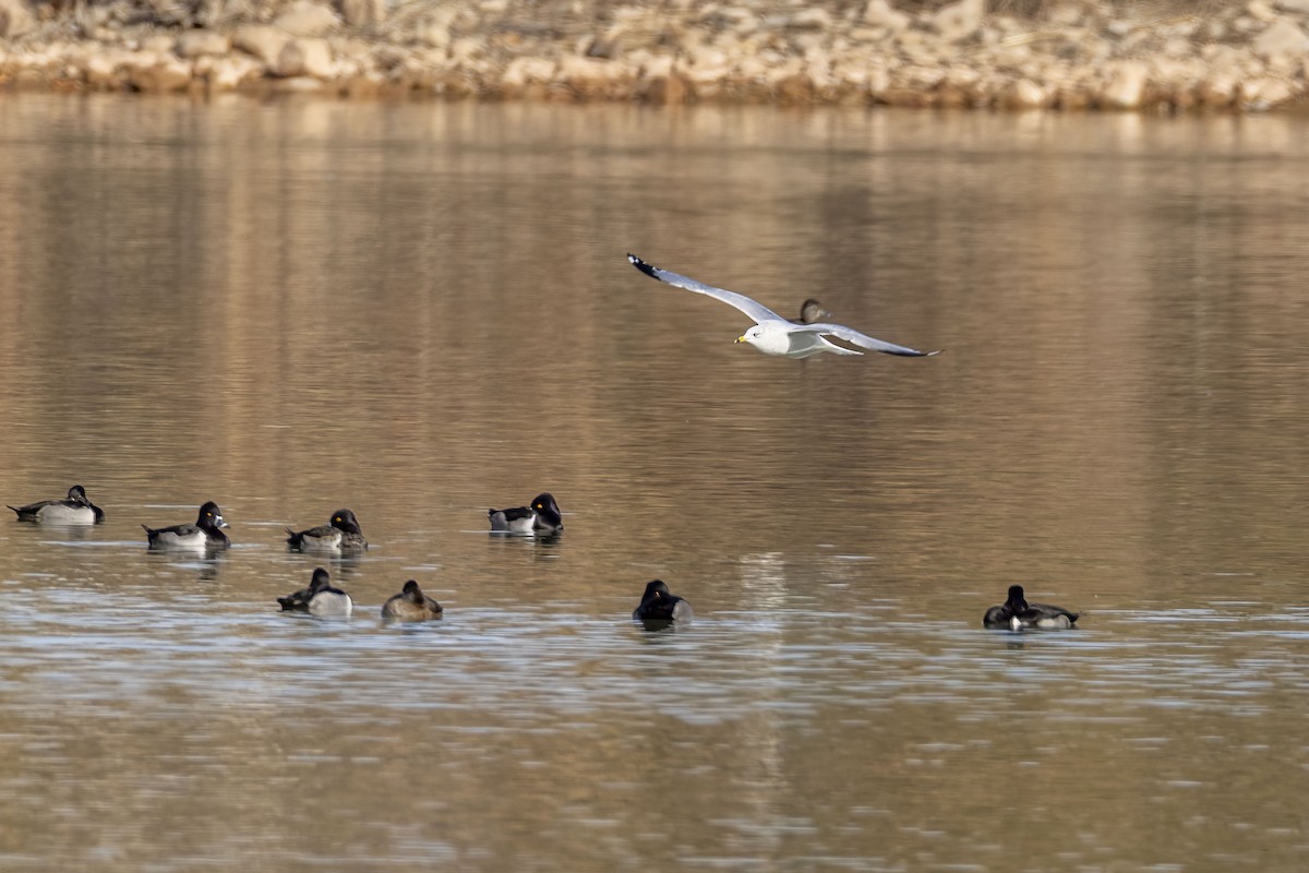 Ringschnabelmöwe - ML646671476