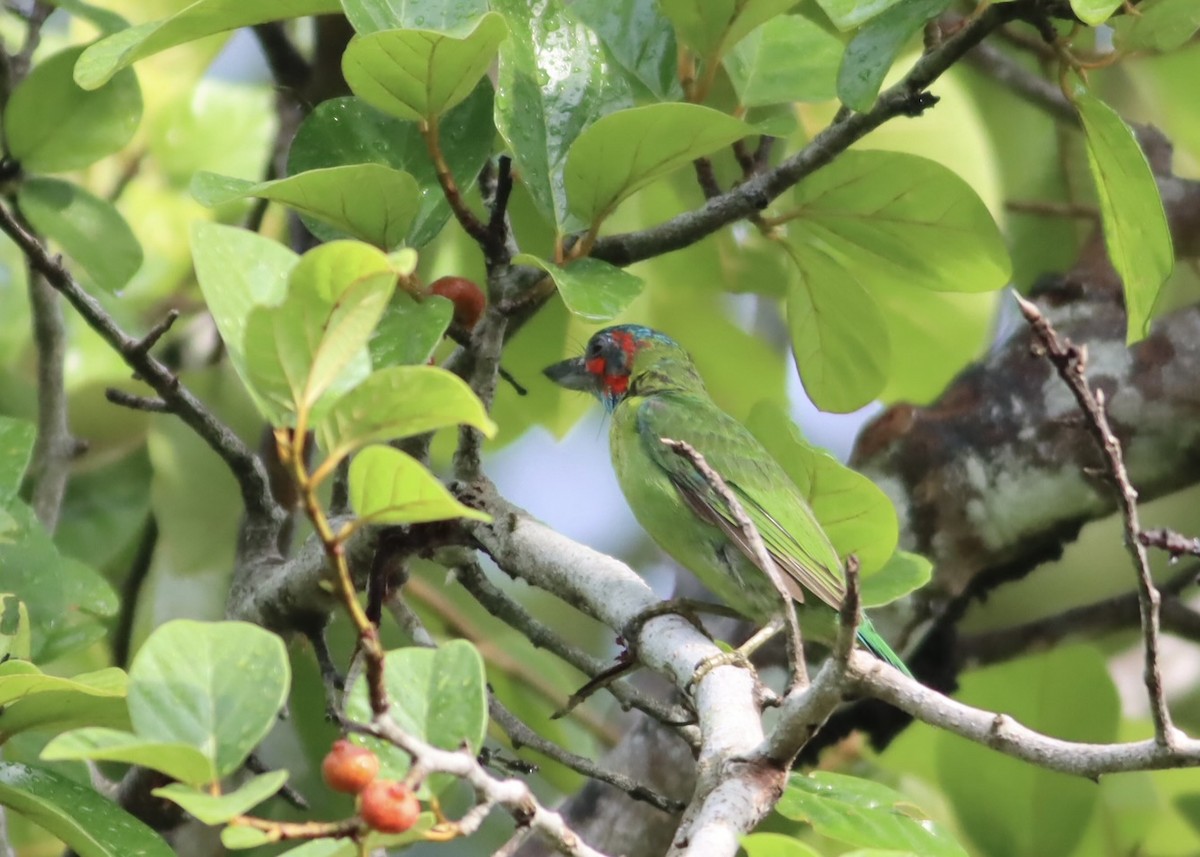 Black-eared Barbet - ML646671477