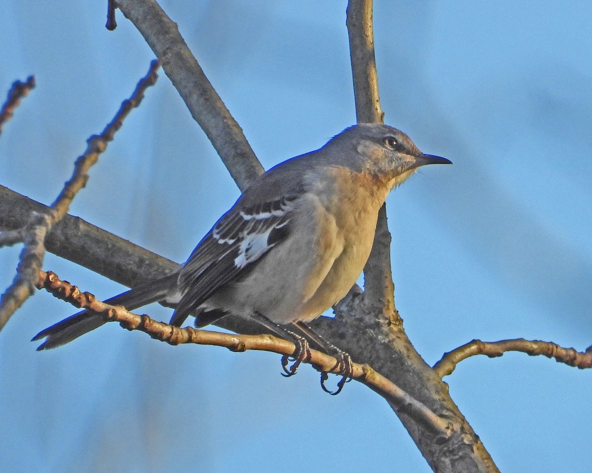 Northern Mockingbird - ML646671478