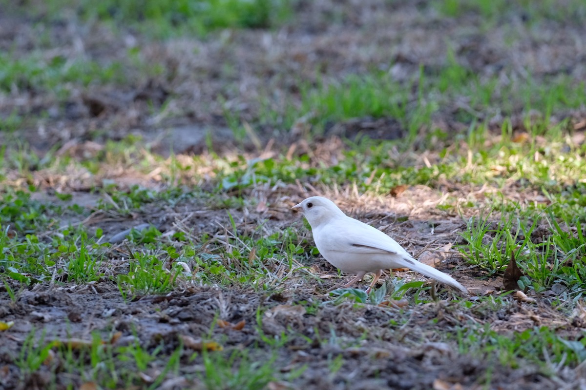 California Towhee - ML646671479