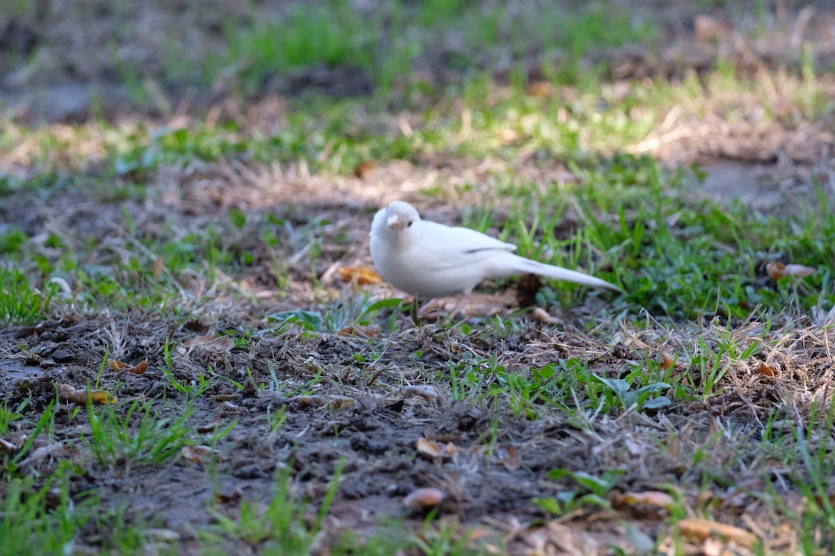 California Towhee - ML646671480
