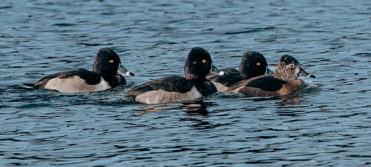 Ring-necked Duck - ML646671482