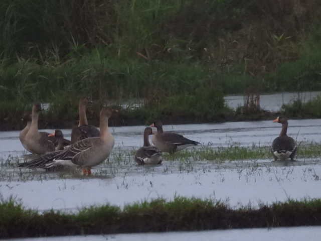 Greater White-fronted Goose - ML646671483
