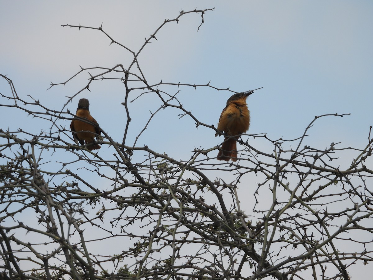 Rufous Flycatcher - ML646671484