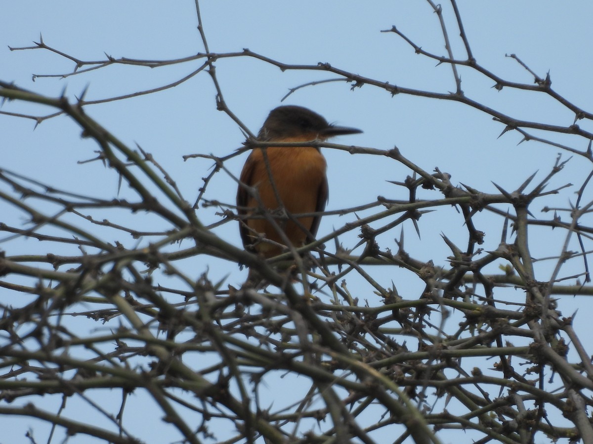 Rufous Flycatcher - ML646671485