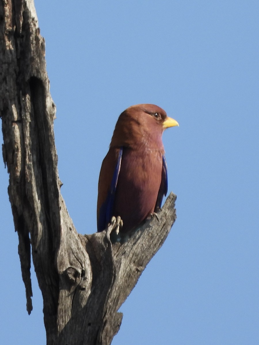 Broad-billed Roller - ML646671486
