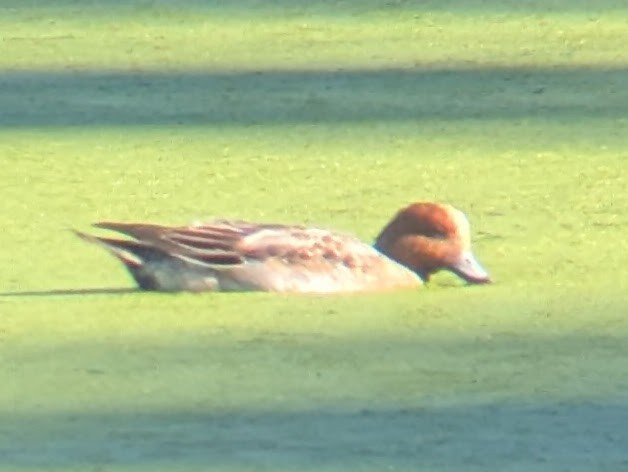 Fischione - ML646671487