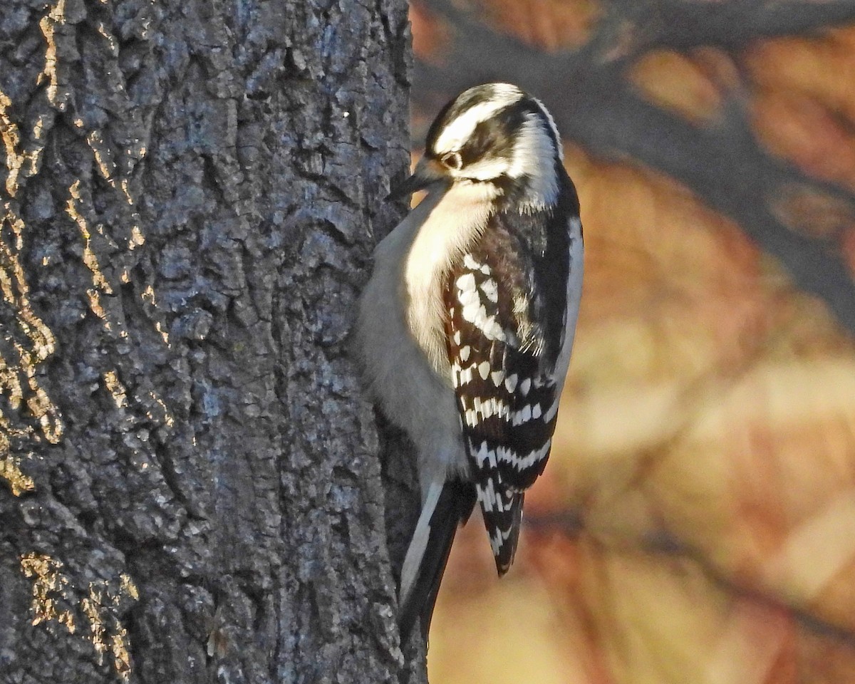 Downy Woodpecker - ML646671488