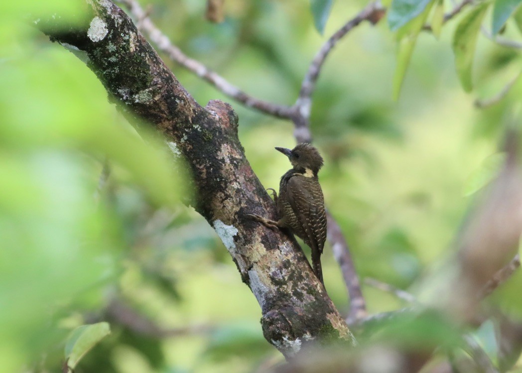 Buff-necked Woodpecker - ML646671490