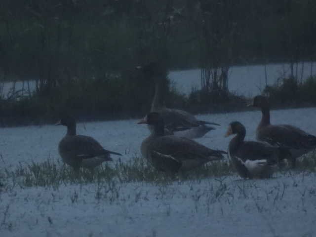 Lesser White-fronted Goose - ML646671492