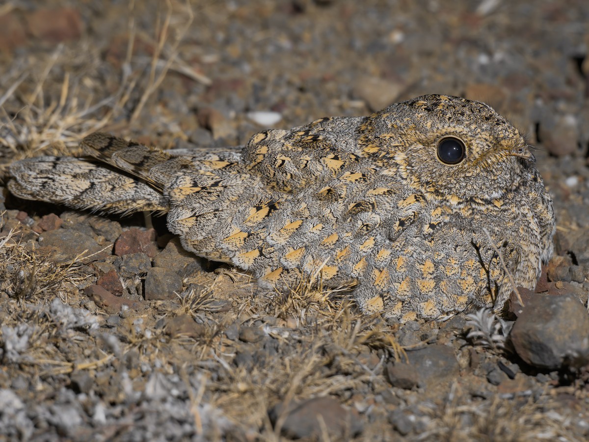 Sykes's Nightjar - ML646671493